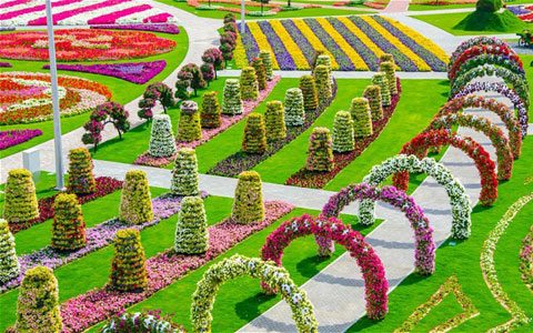 Miracle Garden, Taman Terluas di Dunia yang Terletak di Dubai